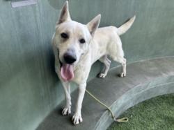 Shelter Stray Male Dog last seen , 14409 Vanowen St, Van Nuys, CA 91405, USA