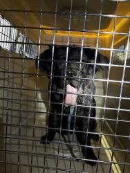 Shelter Stray Male Dog last seen Near BLOCK EUCLID AVE, 3528 Newburg Rd, Louisville, KY 40218, USA
