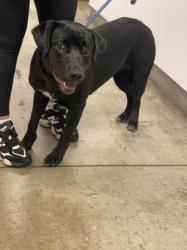 Shelter Stray Female Dog last seen , 14409 Vanowen St, Van Nuys, CA 91405, USA