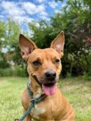 Shelter Stray Female Dog last seen Near BLOCK MANSLICK RD, 3528 Newburg Rd, Louisville, KY 40218, USA