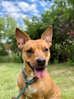 Shelter Stray Female Dog last seen Near BLOCK MANSLICK RD, 3528 Newburg Rd, Louisville, KY 40218, USA