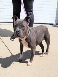 Shelter Stray Female Dog last seen Near BLOCK HURSTVIEW ROAD, 3528 Newburg Rd, Louisville, KY 40218, USA