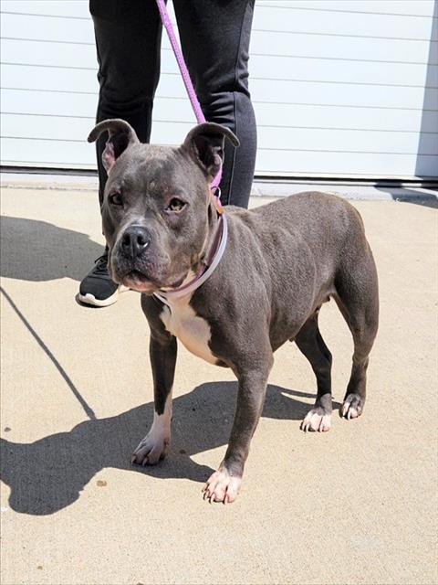 Shelter Stray Female Dog last seen Near BLOCK HURSTVIEW ROAD, 3528 Newburg Rd, Louisville, KY 40218, USA