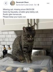 Lost Female Cat last seen Winchester and Margarita , Temecula, CA 92591