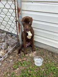 Shelter Stray Female Dog last seen Near BLOCK DONAU LN, 3528 Newburg Rd, Louisville, KY 40218, USA