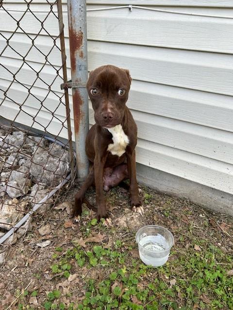 Shelter Stray Female Dog last seen Near BLOCK DONAU LN, 3528 Newburg Rd, Louisville, KY 40218, USA