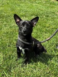 Shelter Stray Male Dog last seen Near BLOCK COCHRAN RD, 3528 Newburg Rd, Louisville, KY 40218, USA
