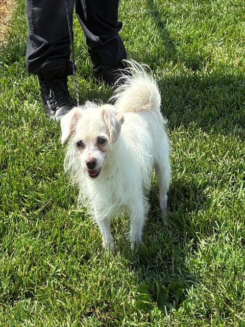 Shelter Stray Male Dog last seen BROOKLAWN AND NEW CUT, 3528 Newburg Rd, Louisville, KY 40218, USA