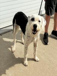 Shelter Stray Female Dog last seen Near BLOCK PRESTON HWY STATION 76, 3528 Newburg Rd, Louisville, KY 40218, USA
