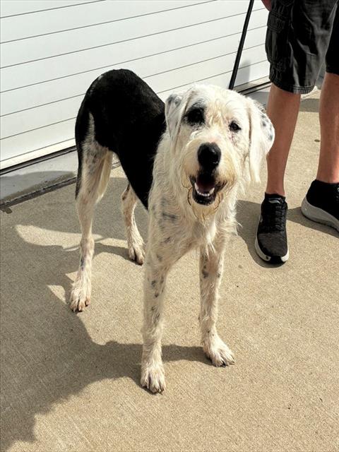 Shelter Stray Female Dog last seen Near BLOCK PRESTON HWY STATION 76, 3528 Newburg Rd, Louisville, KY 40218, USA