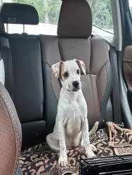 Shelter Stray Female Dog last seen Near BLK W CHESTNUT, 3528 Newburg Rd, Louisville, KY 40218, USA
