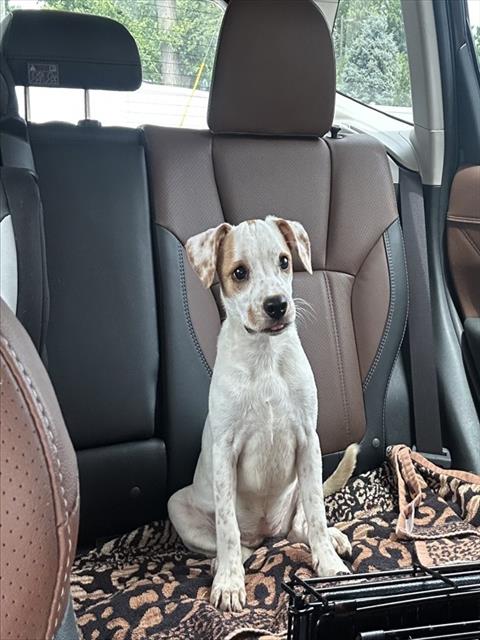 Shelter Stray Female Dog last seen Near BLK W CHESTNUT, 3528 Newburg Rd, Louisville, KY 40218, USA