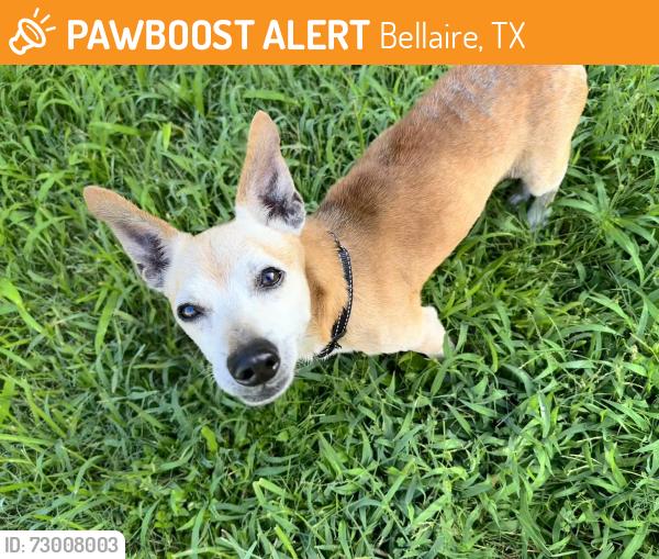 Found/Stray Male Dog last seen Cedar St and 2nd street, Bellaire, TX 77401