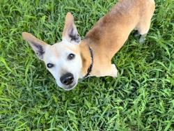 Found/Stray Male Dog last seen Cedar St and 2nd street, Bellaire, TX 77401