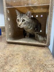 Shelter Stray Female Cat last seen Near BLOCK PIMLICO DR, TALLAHASSEE FL 32309, 1125 Easterwood Dr, Tallahassee, FL 32311, USA