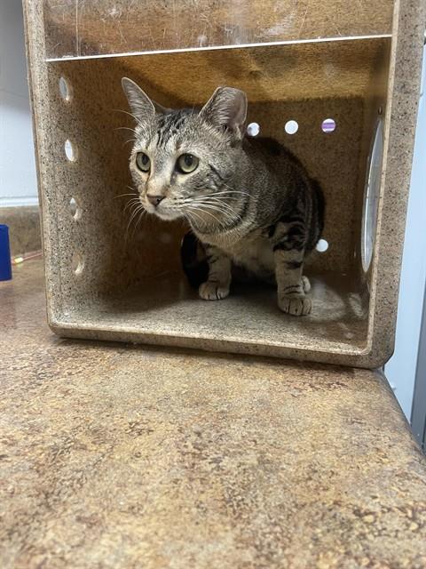 Shelter Stray Female Cat last seen Near BLOCK PIMLICO DR, TALLAHASSEE FL 32309, 1125 Easterwood Dr, Tallahassee, FL 32311, USA