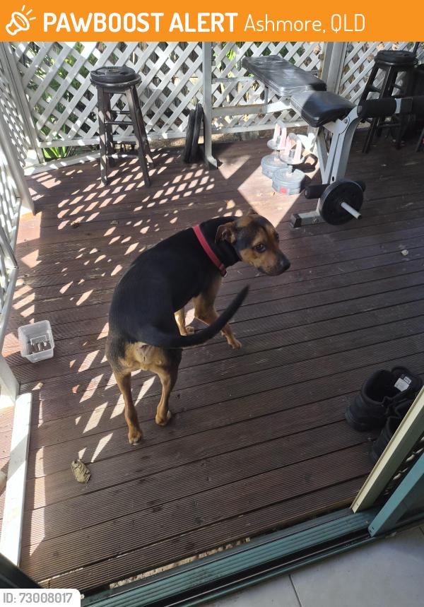 Found/Stray Male Dog last seen Cotlew Street Ashmore , Ashmore, QLD 4214