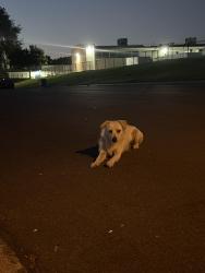 Found/Stray Male Dog last seen Granger junior high school, National City, CA 91950