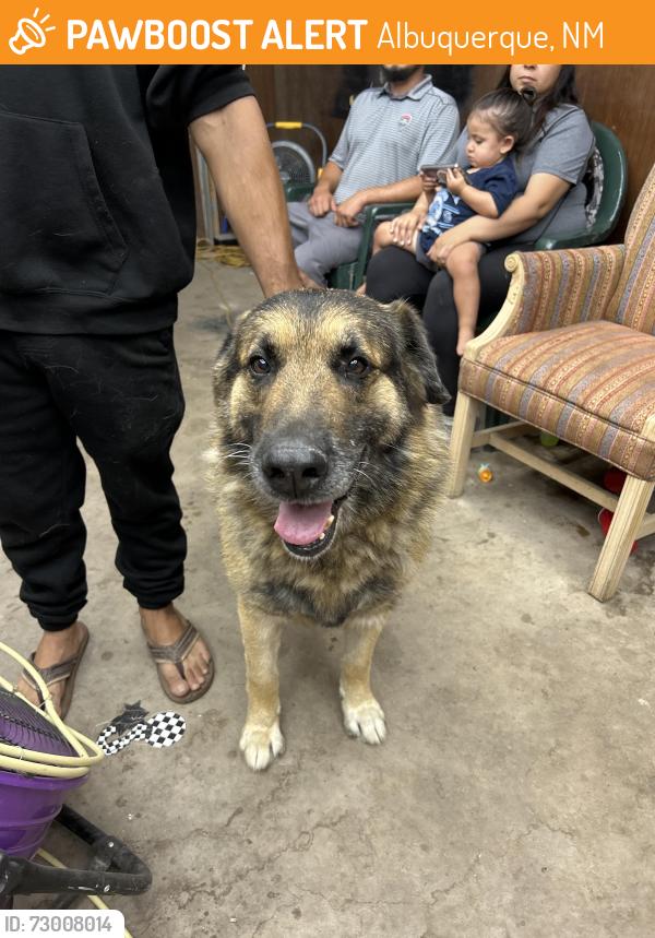 Found/Stray Male Dog last seen Bridge and Sunset, Albuquerque, NM 87105