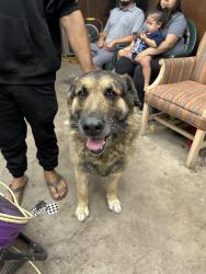 Found/Stray Male Dog last seen Bridge and Sunset, Albuquerque, NM 87105