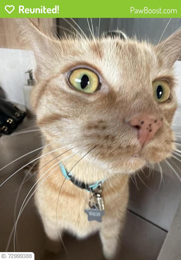 Reunited Male Cat last seen Star grass lane , Naples, FL 34116