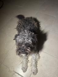 Found/Stray Male Dog last seen Yosemite, Manteca, CA 95336