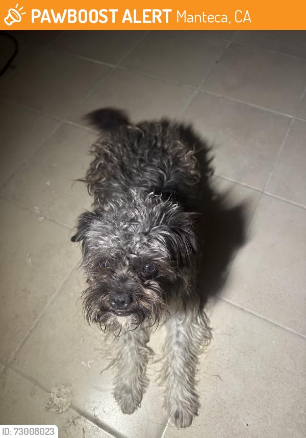 Found/Stray Male Dog last seen Yosemite, Manteca, CA 95336