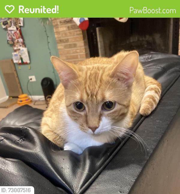 Reunited Female Cat last seen Black Rd. and Addleman St., Joliet, IL 60431