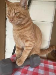 Lost Male Cat last seen texas x plaza, Weslaco, TX 78596