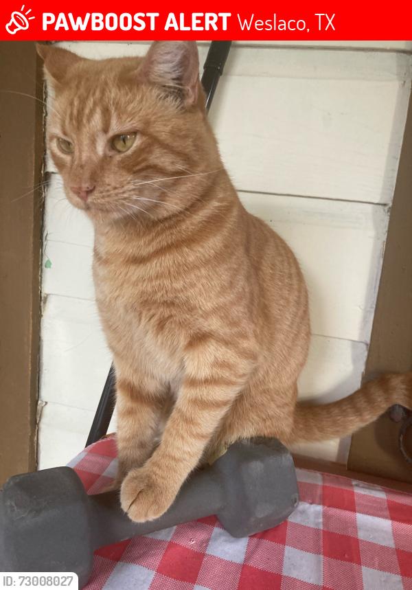 Lost Male Cat last seen texas x plaza, Weslaco, TX 78596