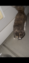 Found/Stray Unknown Cat last seen Riverlights, Wilmington, NC 28412