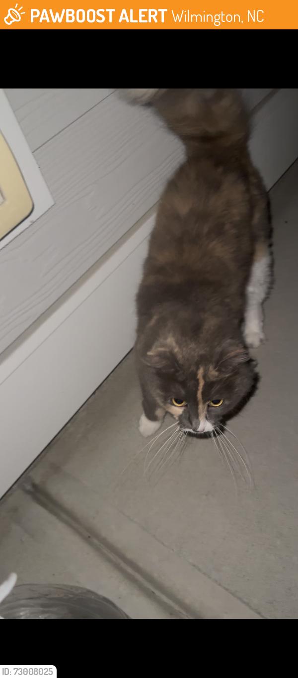 Found/Stray Unknown Cat last seen Riverlights, Wilmington, NC 28412