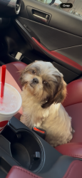Lost Female Dog last seen sophie st, Perris, CA 92570