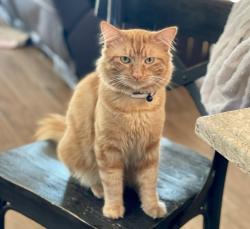 Lost Male Cat last seen Lotz parkway , Elk Grove, CA 95757