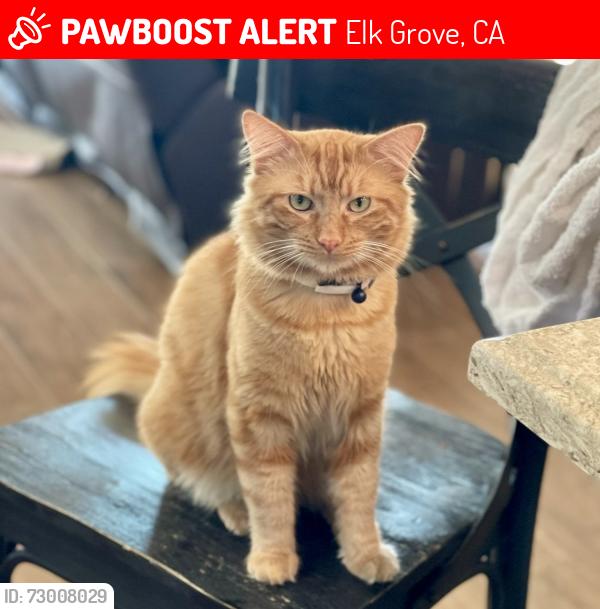 Lost Male Cat last seen Lotz parkway , Elk Grove, CA 95757