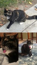 Lost Female Cat last seen Sassafras Ct; Near Stater Bros, Fontana, CA 92337