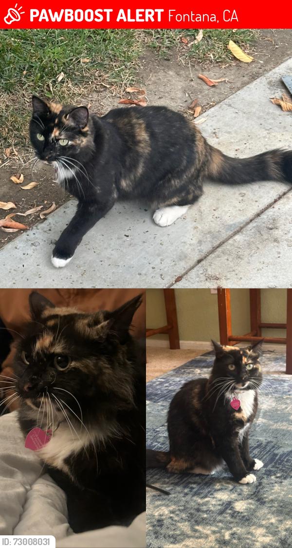 Lost Female Cat last seen Sassafras Ct; Near Stater Bros, Fontana, CA 92337