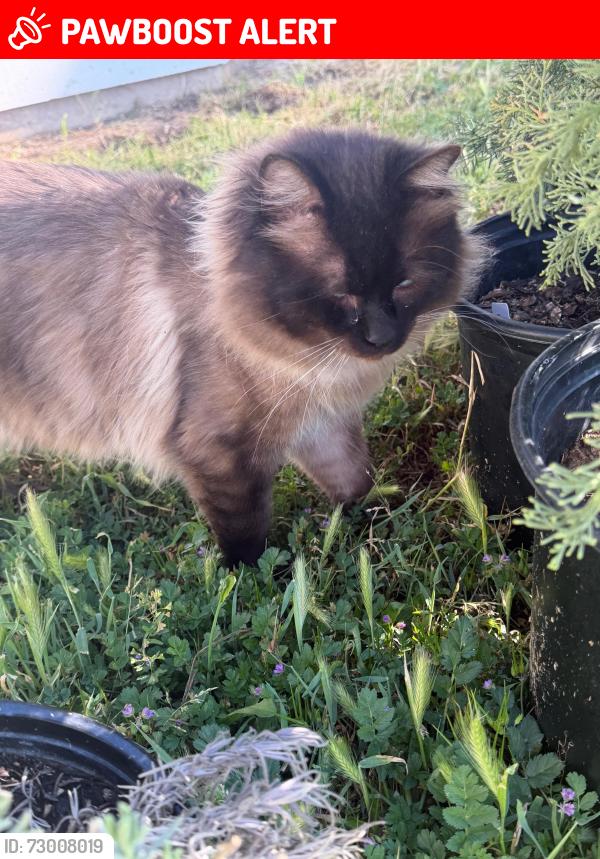 Lost Male Cat last seen Bridgeport drive and buckeye rd, Mariposa County, CA 95338