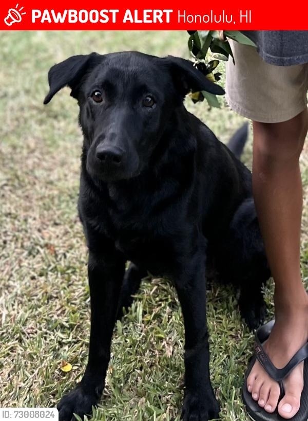 Lost Female Dog last seen Mariners Cove, Honolulu, HI 96825