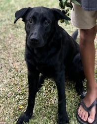 Lost Female Dog last seen Mariners Cove, Honolulu, HI 96825