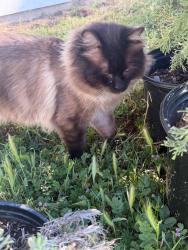 Lost Male Cat last seen Bridgeport drive and buckeye rd, Mariposa County, CA 95338