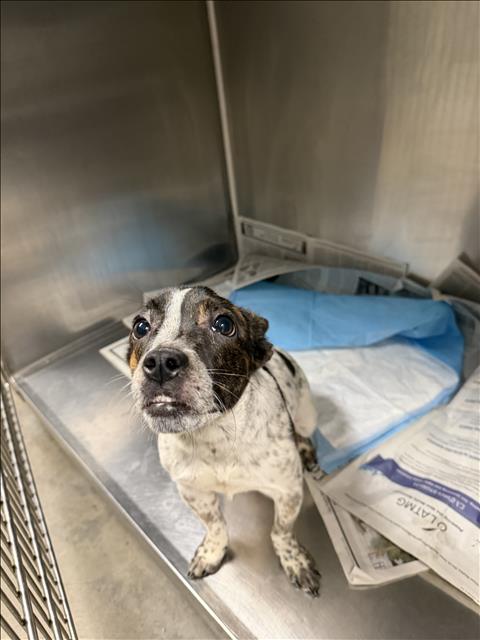 Shelter Stray Female Dog last seen , West Valley Animal Shelter, 20655 Plummer St, Chatsworth, CA 91311, USA