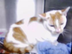 Shelter Stray Unknown Cat last seen CHARLOTTE, 8315 Byrum Dr, Charlotte, NC 28217, USA