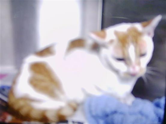 Shelter Stray Unknown Cat last seen CHARLOTTE, 8315 Byrum Dr, Charlotte, NC 28217, USA
