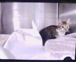 Shelter Stray Unknown Cat last seen CHARLOTTE, 8315 Byrum Dr, Charlotte, NC 28217, USA
