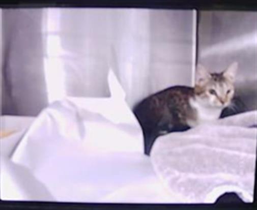 Shelter Stray Unknown Cat last seen CHARLOTTE, 8315 Byrum Dr, Charlotte, NC 28217, USA