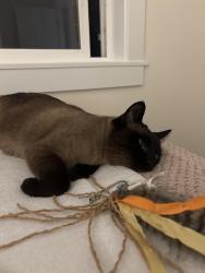 Reunited Female Cat last seen Union and MLK, Seattle, WA 98122