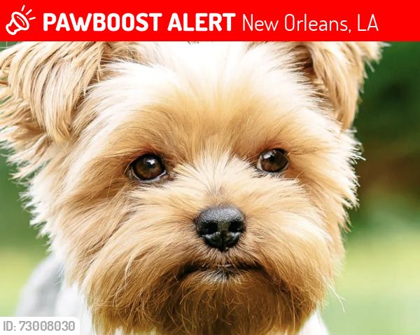 Lost Female Dog last seen Union street , New Orleans, LA 70119
