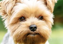 Lost Female Dog last seen Union street, New Orleans, LA 70119