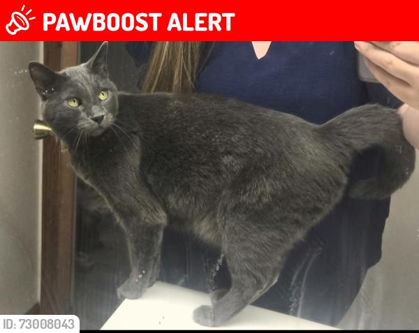 Lost Male Cat last seen Barnes and Oro Blanco Otero Park, Colorado Springs, CO 80917